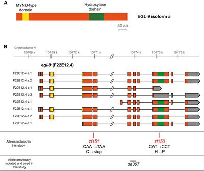 HIF-1 Has a Central Role in Caenorhabditis elegans Organismal Response to Selenium